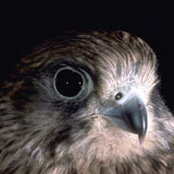 faucon crécerelle femelle  (Photo Daniel Sirugue)